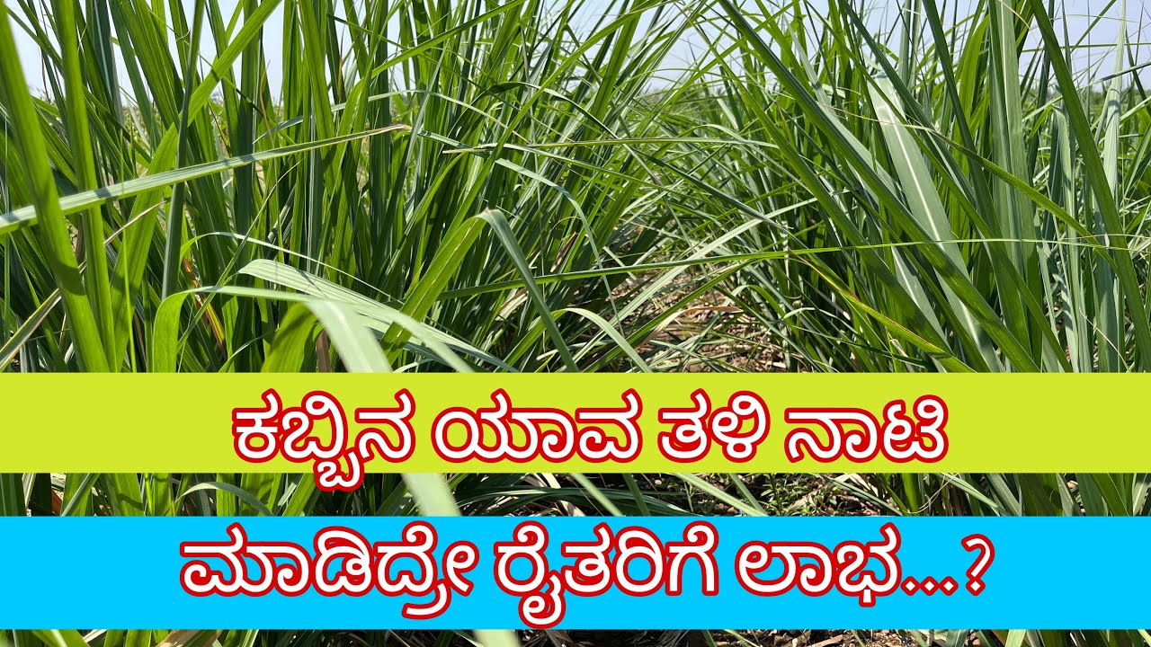 Wich one best sugar cane veraity Yava Kabbin thali nati madidre uttama
