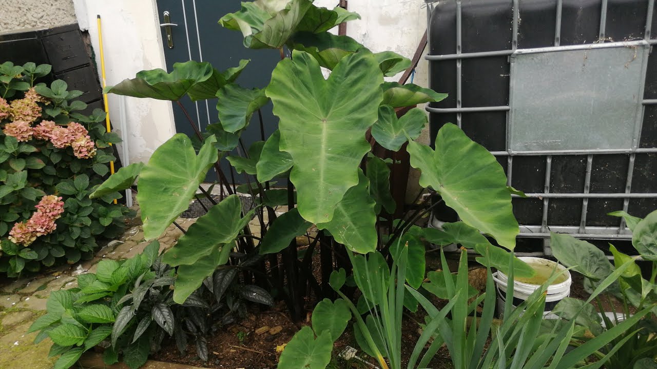 427#. Colocasia esculenta 'Black Stem' - kilka słów o uprawie i rozmnażaniu. - 12.10.20