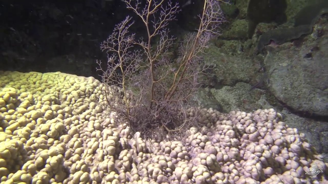Basket Star catching an Anchovy