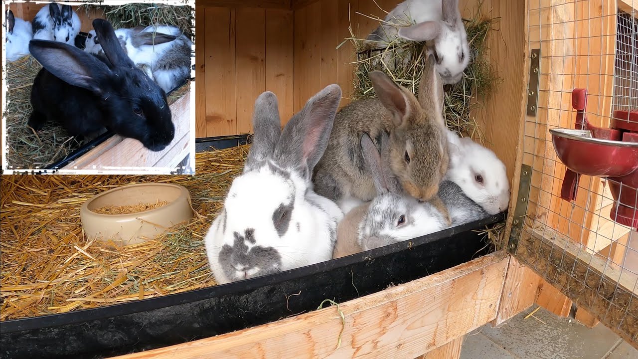 Der Kaninchen Kreislauf - wann wohin ausziehen und trennen