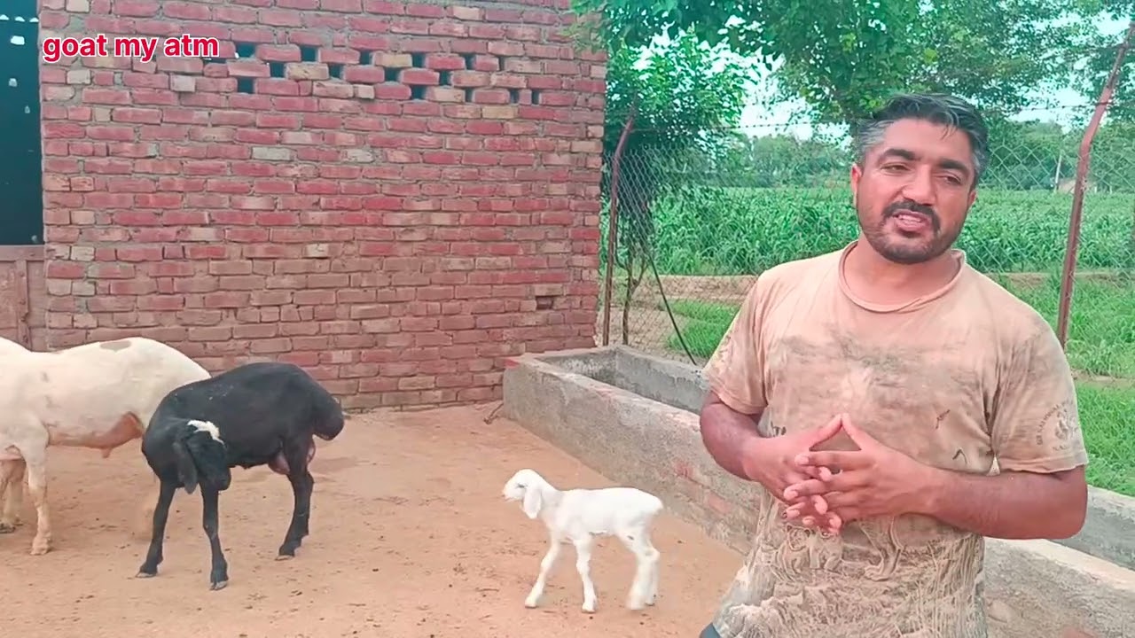 बकरियों से कई गुना ज्यादा कमाई हे दूम्बा भेड़ पालन मे dr शंकर लाल जी khichar agro farm