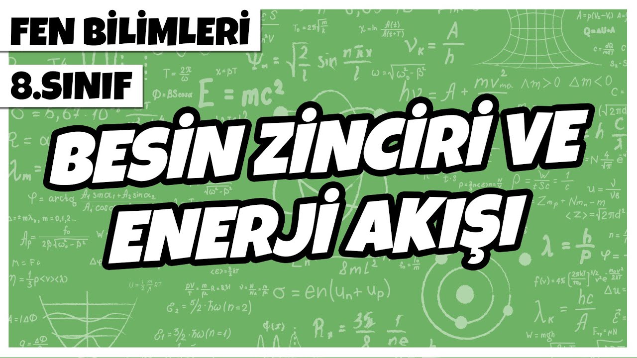 8. Sınıf Fen Bilimleri - Besin Zinciri ve Enerji Akışı | 2022