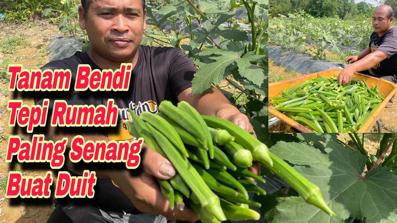 Bendi tanaman paling mudah hidup, tak cerewet patut cuba