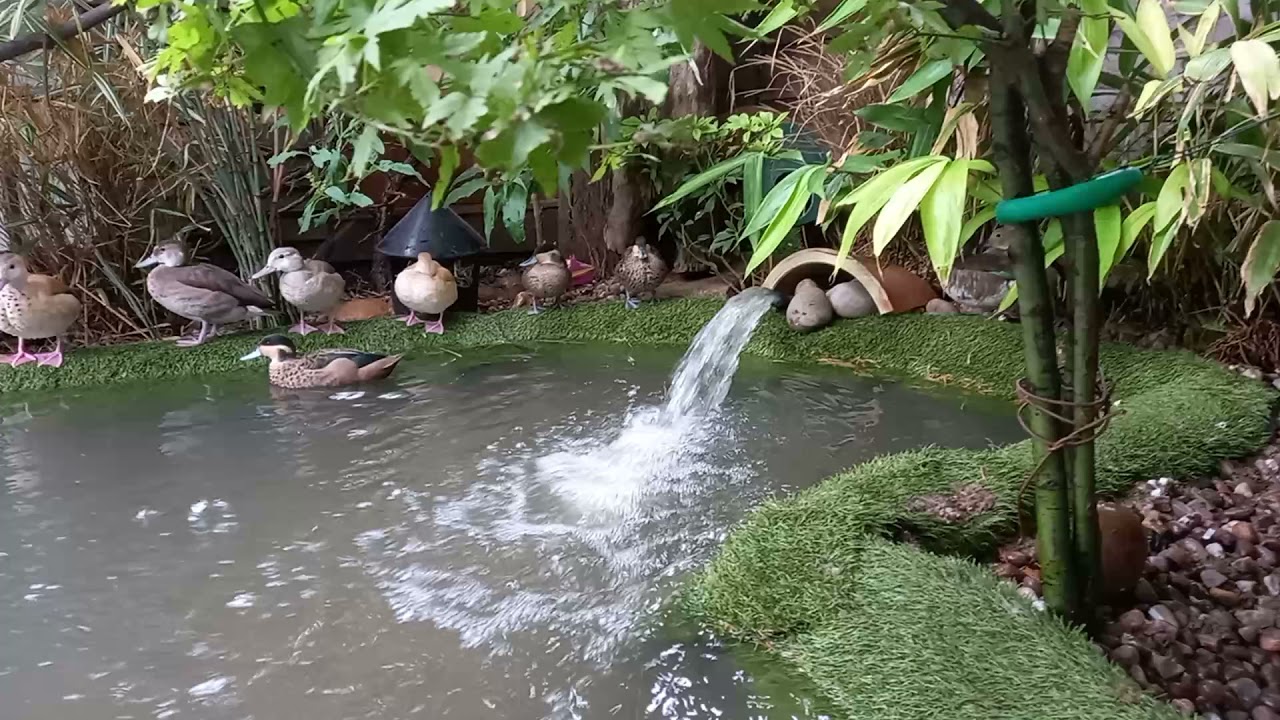 you can't beat an ornamental duck aviary in your garden.