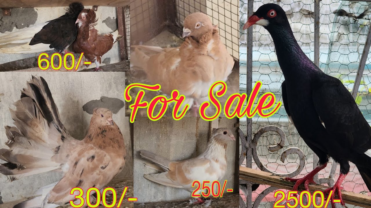 Fancy Pigeons breeding pair for sale in Meerut. Moin bhai 9219664553