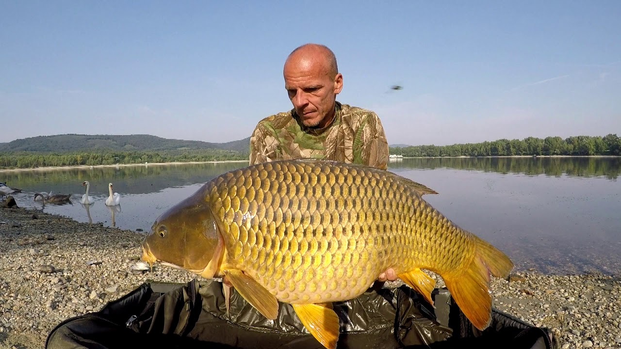 Carp fishing on the big rivers