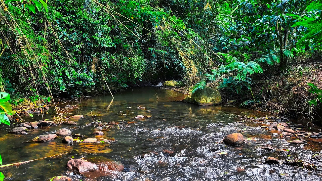 Relaxation & Sleep Immediately with Soothing Water Sounds from Tranquil Jungle Water Flow Over Rocks