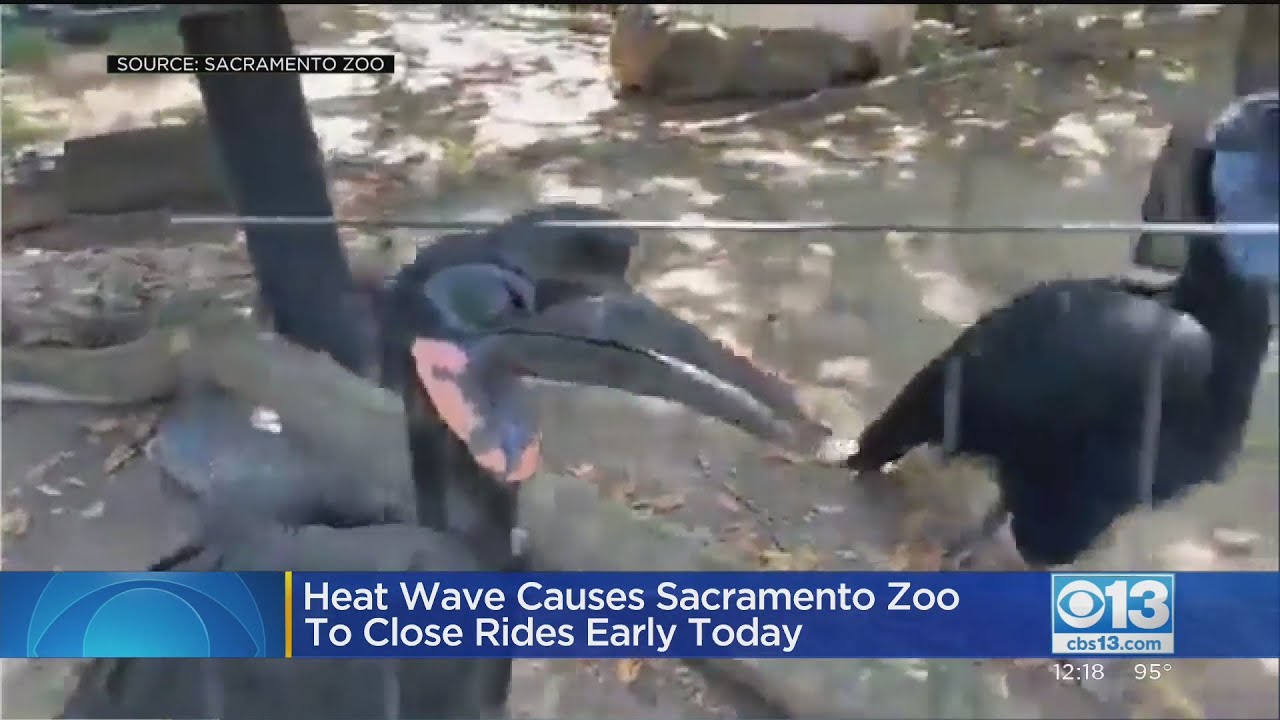 Sacramento Zoo Closing Early Due to Heat Wave