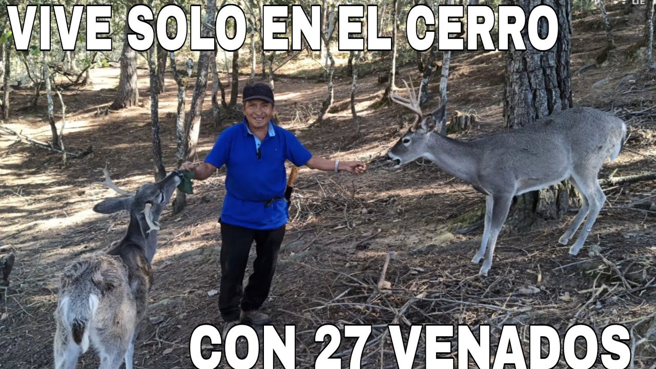 15 AÑOS LLEVA VIVIENDO EN ESTE CERRO, CON LOS VENADOS, cola blanca....