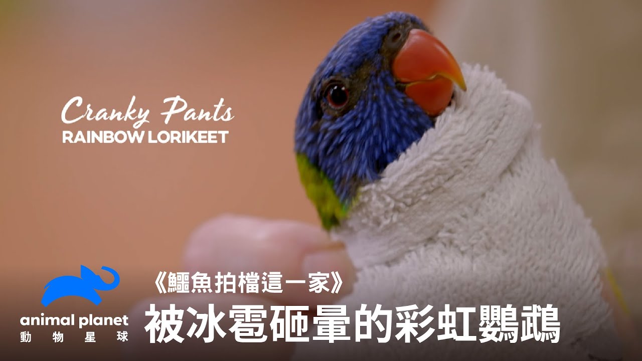 被冰雹打昏頭的彩虹鸚鵡｜鱷魚拍檔這一家｜動物星球頻道