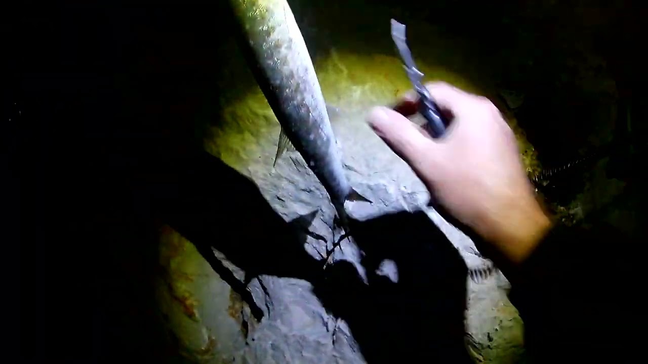 Antalya  Konyaaltı Balıkçı Barınağı Barakuda Avları Fujin Flux 140