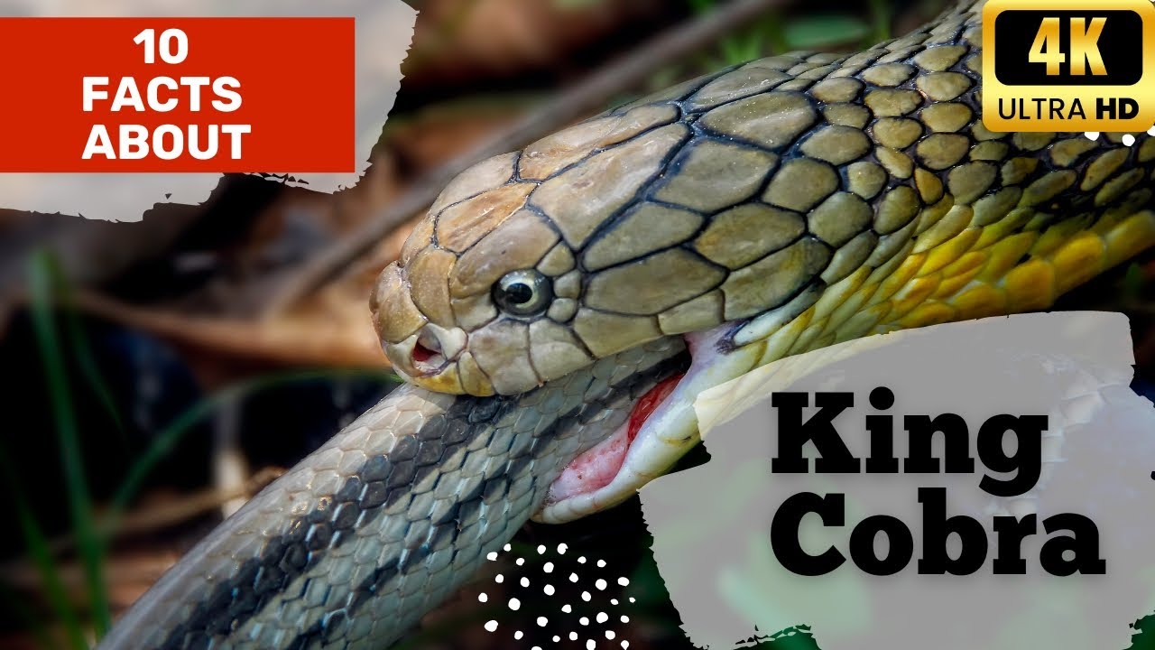 King Cobra | World Largest Venomous Snake| 10 Amazing Facts About King Cobra