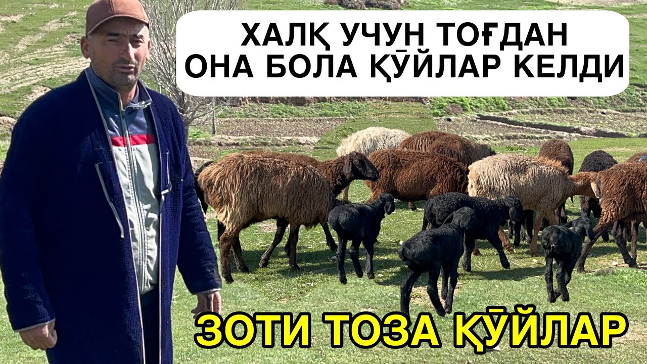 ТОҒДАН КЕЛГАН ҚӮЙЛАР. ☎️+998991068200