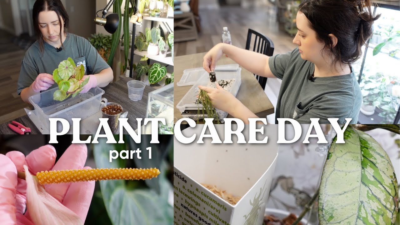 Plant Care Day Part 1 | Rehabs, Beneficial Insects, Begonia Repot & Anthurium Pollination 🌿