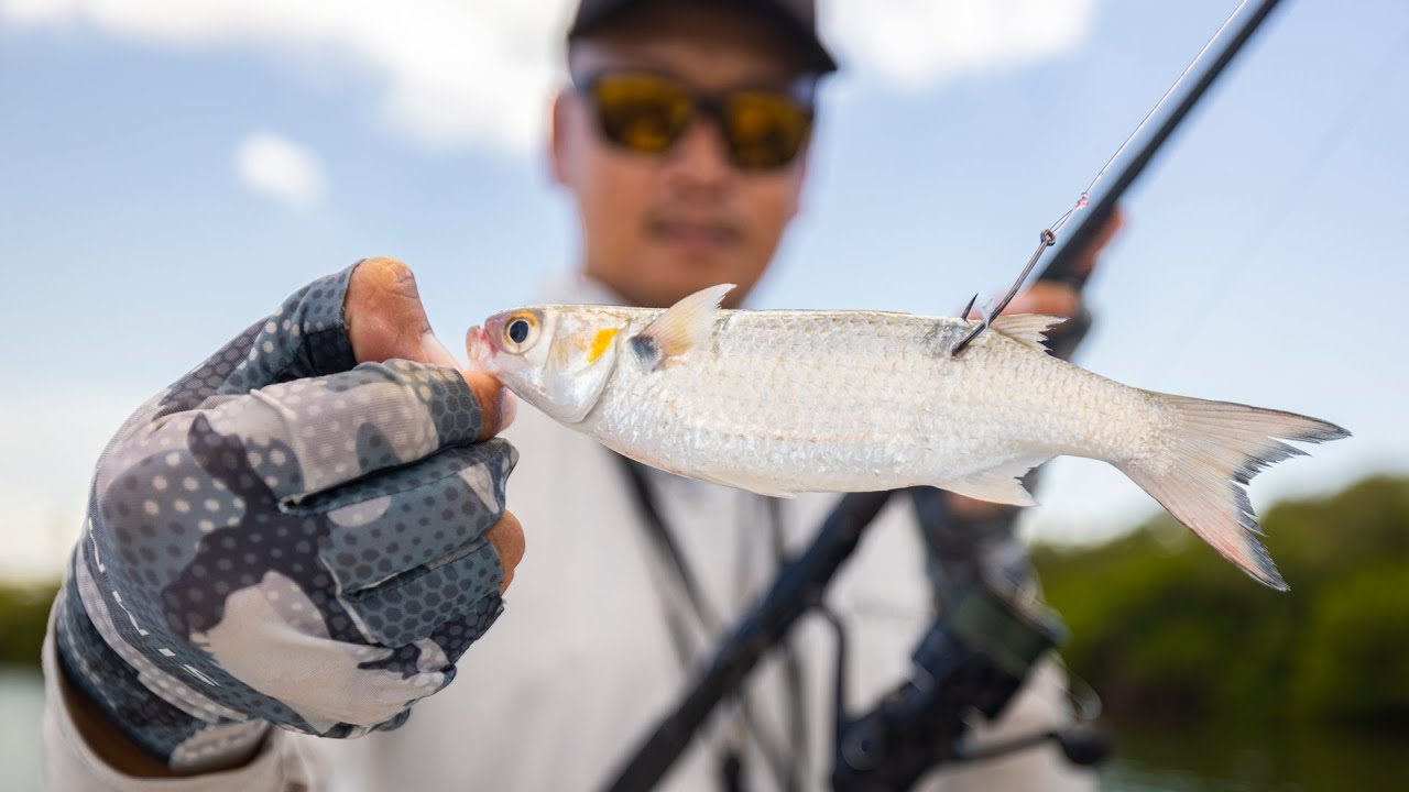 Giant Snook Couldn’t Resist Live Mullet