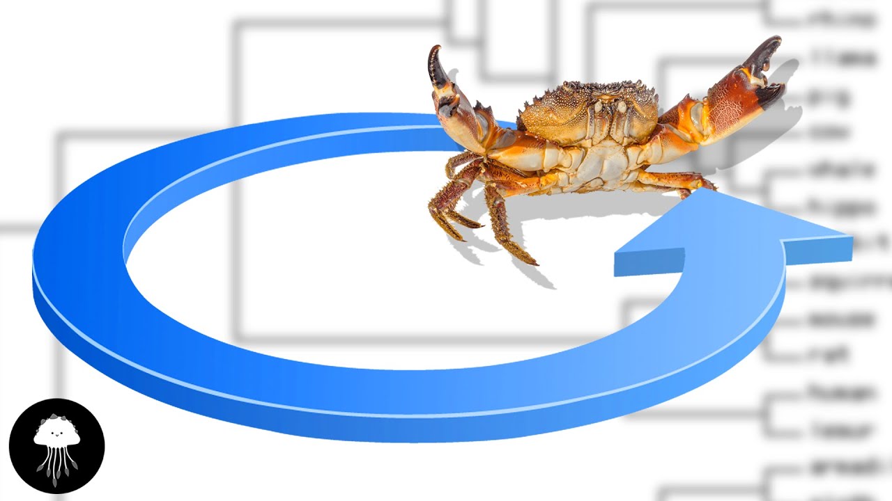 Pourquoi l'&eacute;volution cr&eacute;e des crabes en boucle - DBY #86
