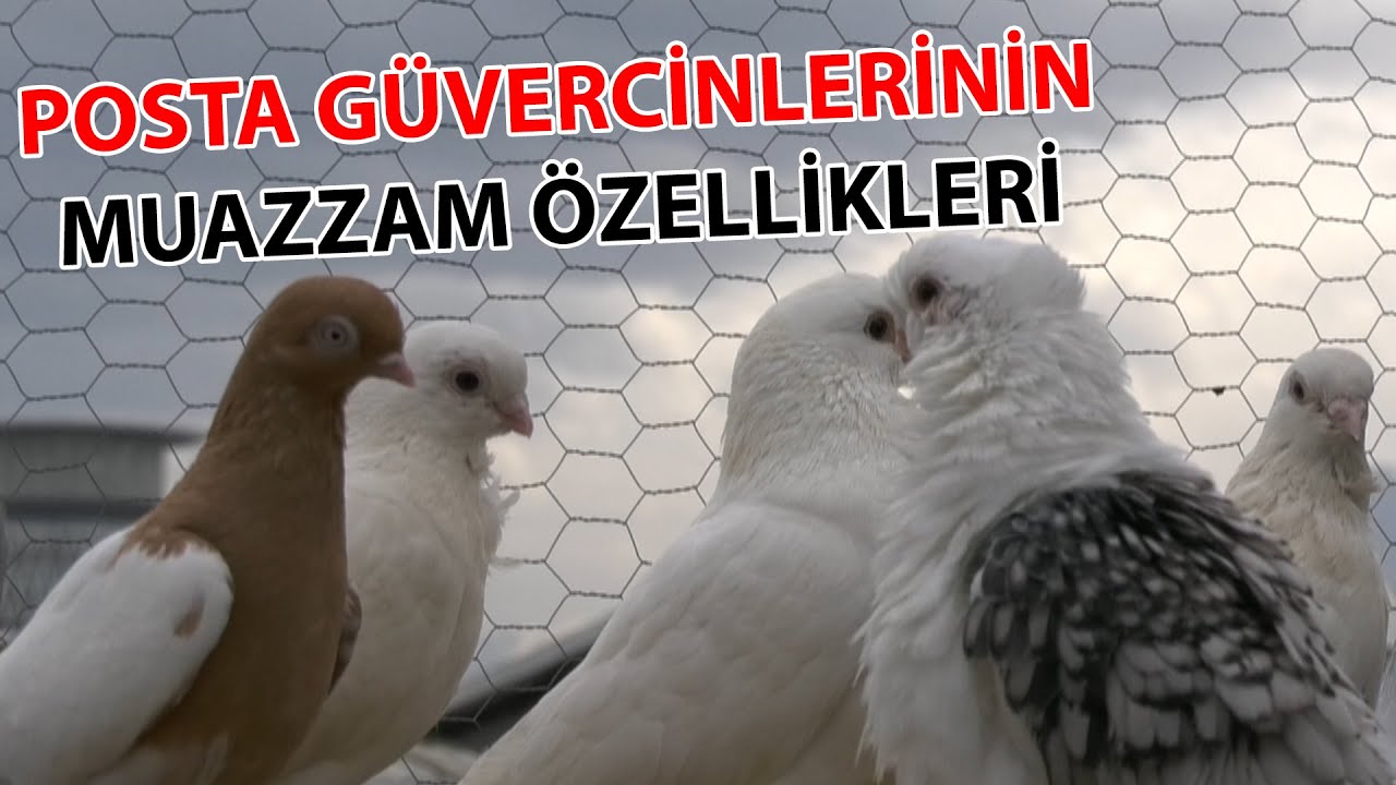 Posta Güvercinlerinin Muazzam Özellikleri / Güvercinlerin Özellikleri