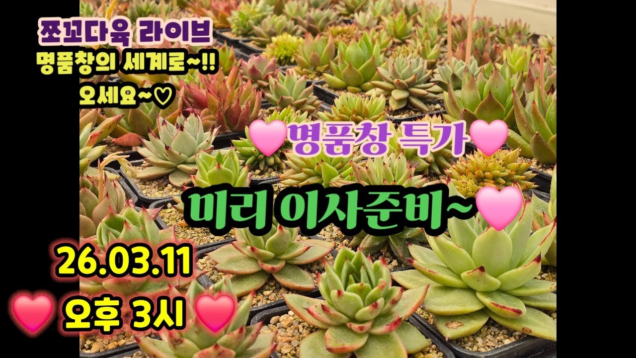 #쪼꼬다육라이브 03.11 오후3시 💥창 파격가 소개합니다 💥#창전문농장🩷