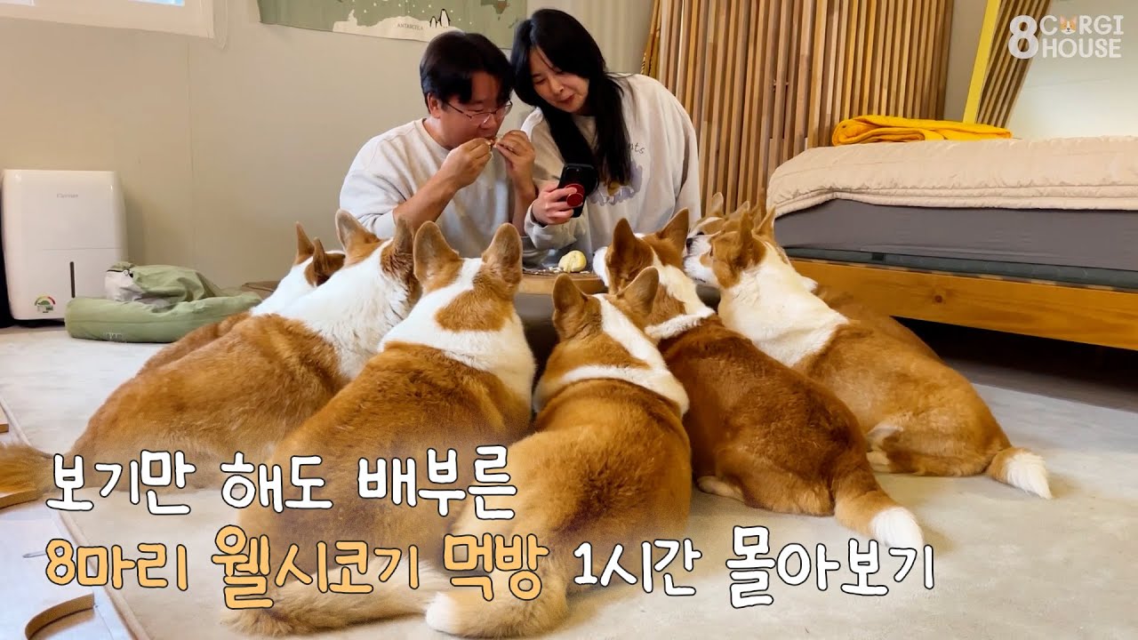 먹방계의 최강자 8마리 웰시코기 먹방 모음집🐶 [8코기 인기 먹방 1시간 몰아보기 2탄]