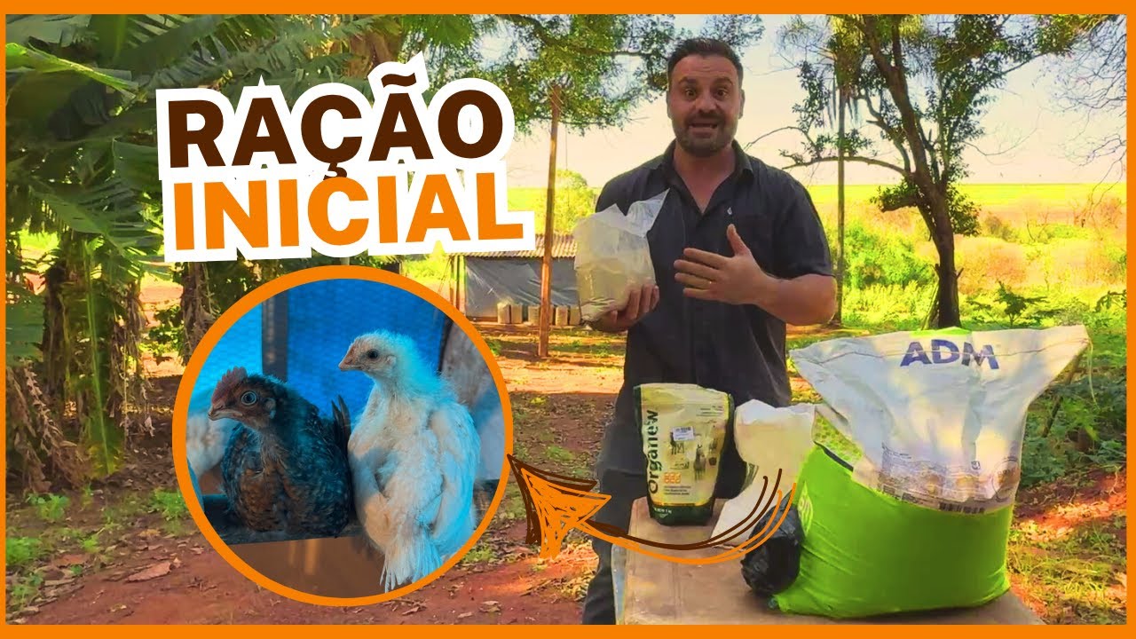 Ração Caseira Simples para Resultados INCRÍVEIS na criação de galinhas