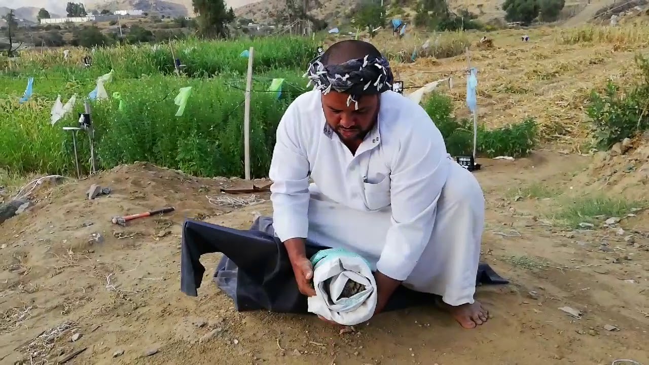 بعض الطرق لحماية المحاصيل الزراعية من الطيور