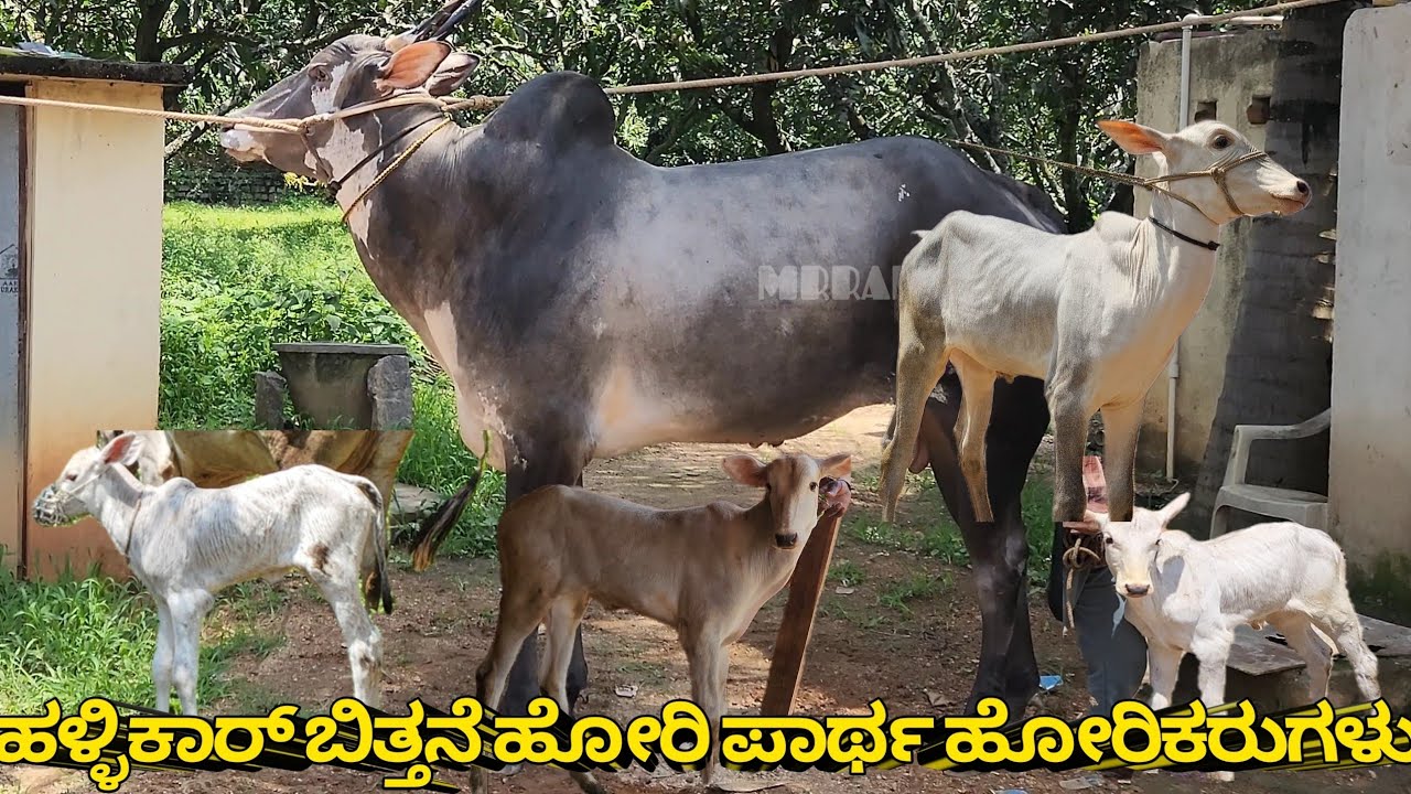 ದಾಸರಹಳ್ಳಿ ಡಾನ್ Bloodline ಹೋರಿ| Crossing free  ಯಾಗಿ ಮಾಡಿಸುತ್ತರೆ#hallikar #mrrangegowdru 