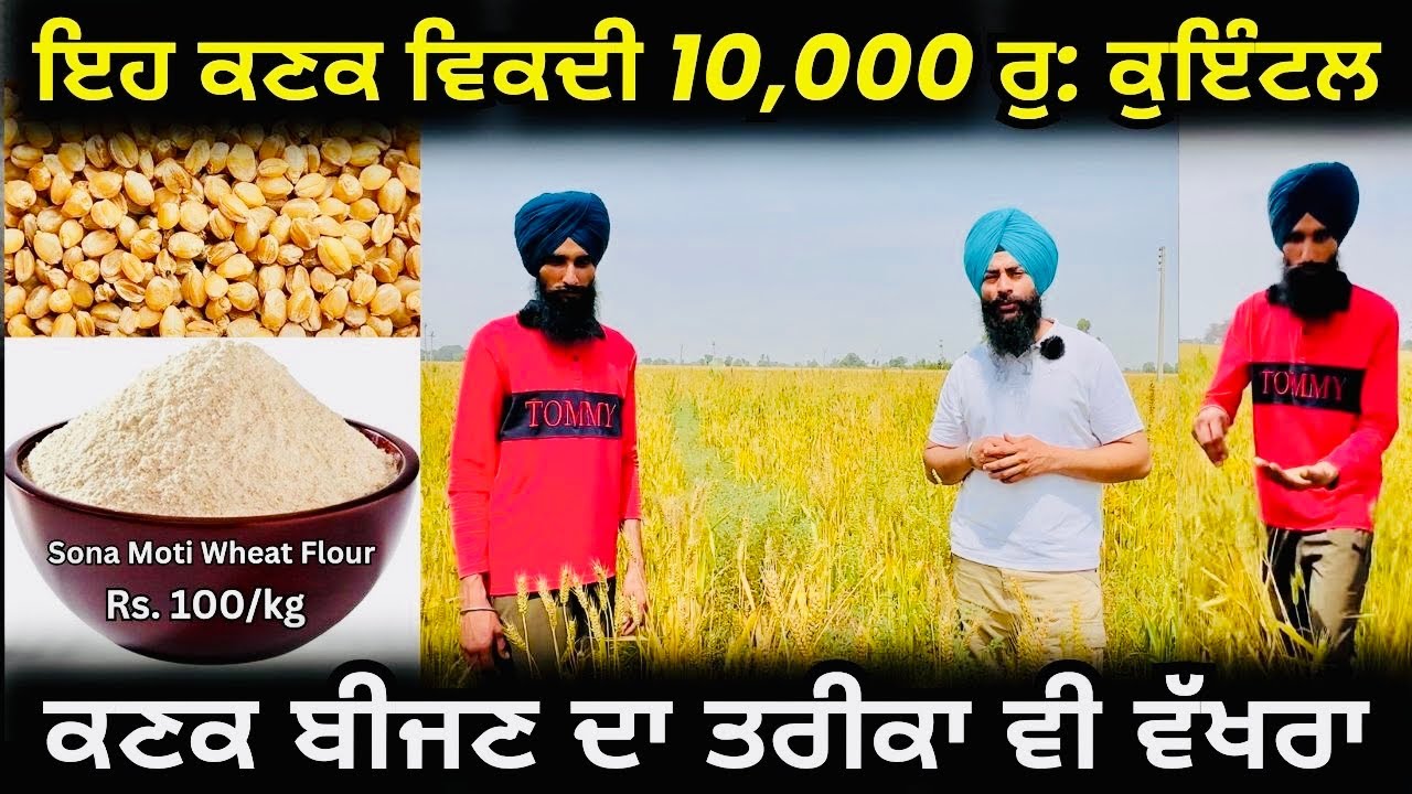 ਇਹ ਕਣਕ ਵਿਕਦੀ 10000 ਰੁਪਏ ਕੁਇੰਟਲ | Multi Cropping | Sona Moti Wheat farming | Rangel Punjabi