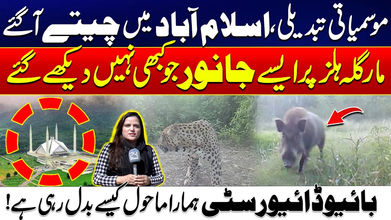 Strange Species Spotted! The Changing Biodiversity of Margalla Hills Islamabad | 24 News HD
