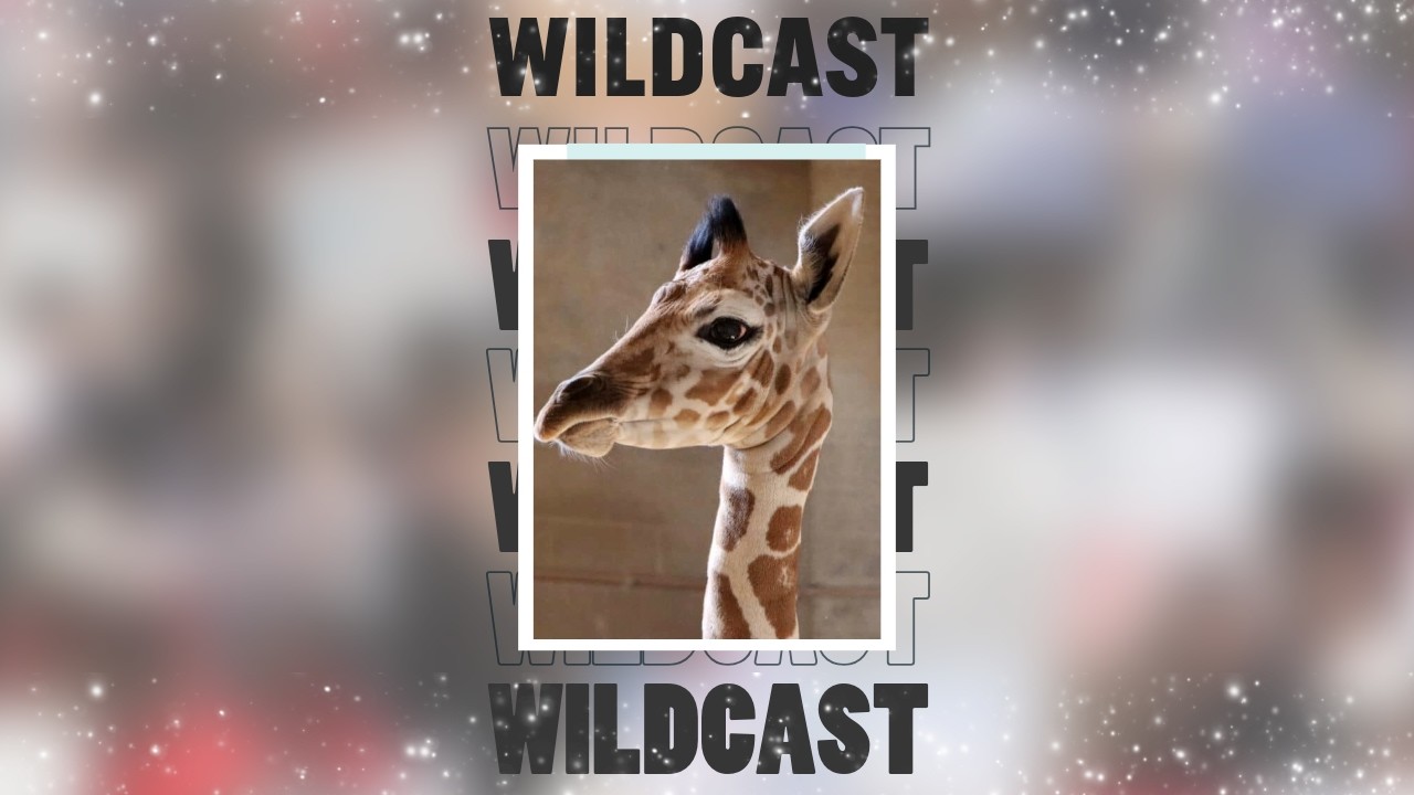 Wildcast tonight; Nancy Guthrie Updates and the Newest Member of the Reid Park Zoo