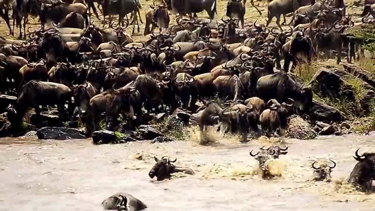 Mara River -  Wildebeests' Crossing