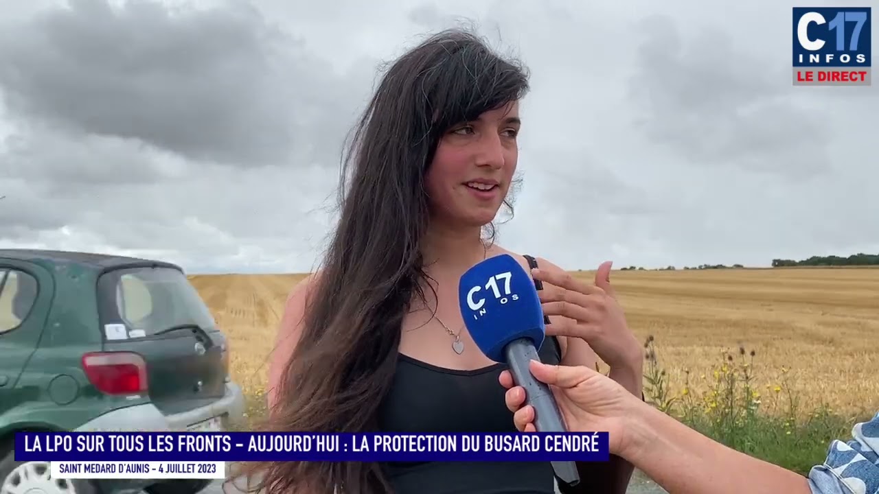LA LPO SUR TOUS LES FRONTS LA PROTECTION DE BUSARD CENDRÉ