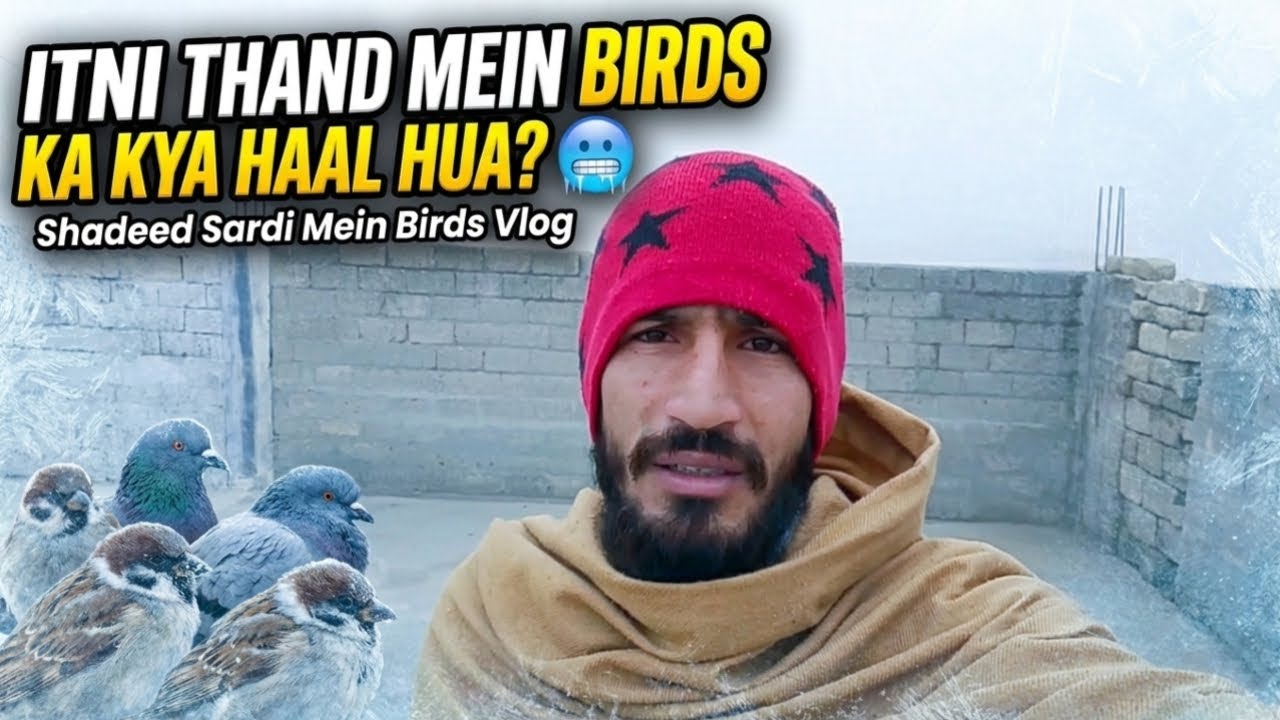 Itni Thand Mein Birds Ka Kya Haal Hua? 🥶 | Shadeed Sardi Mein Birds Vlog