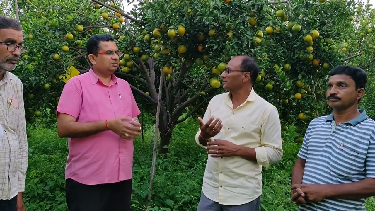 NAGPUR ORANGE FARMING - संत्रा फसल मार्गदर्शन - 7350601238