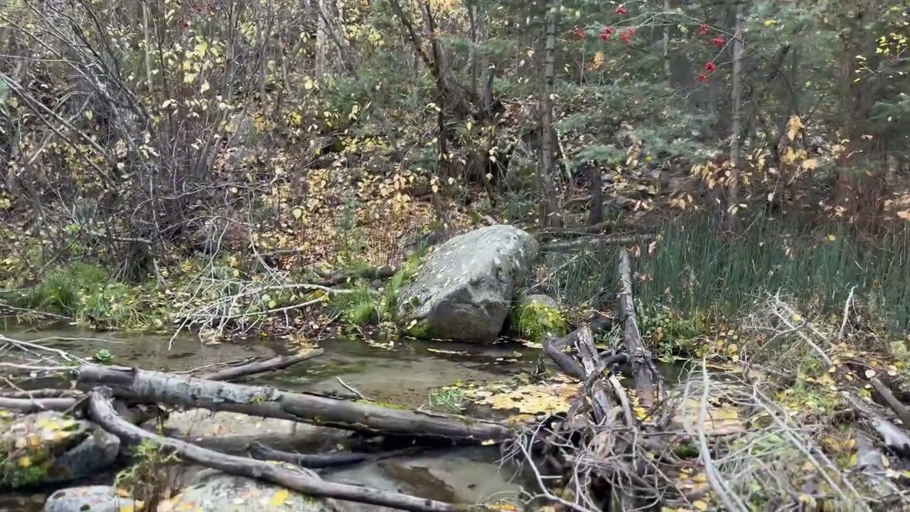Waterfall and Berries and Fall Colors Little Cottonwood Creek Utah