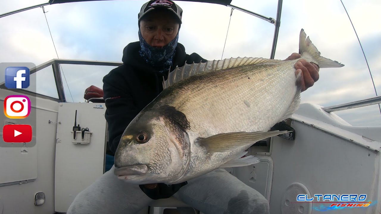DORADA GIGANTE JAMONA