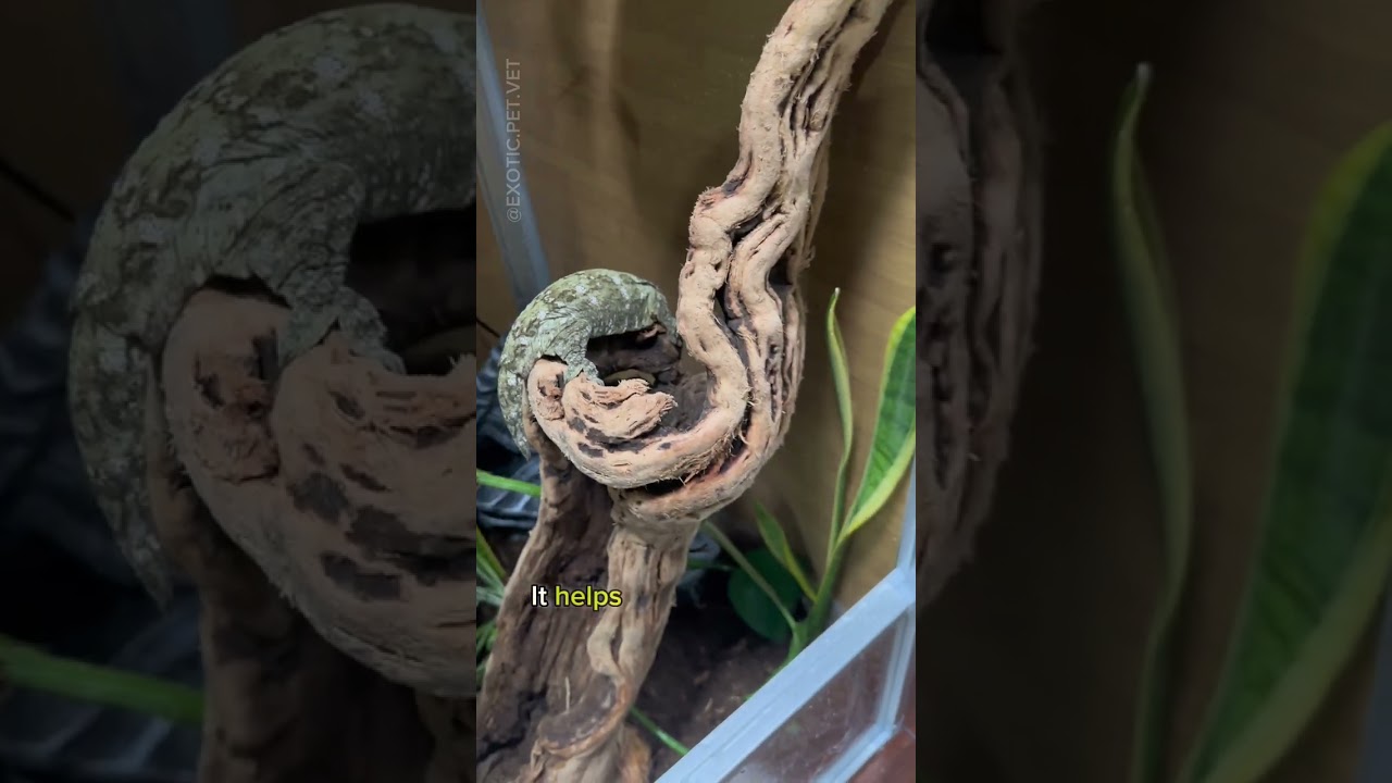 Leachianus Gecko Tank Build! Come with me to set up her new BIOACTIVE enclosure!