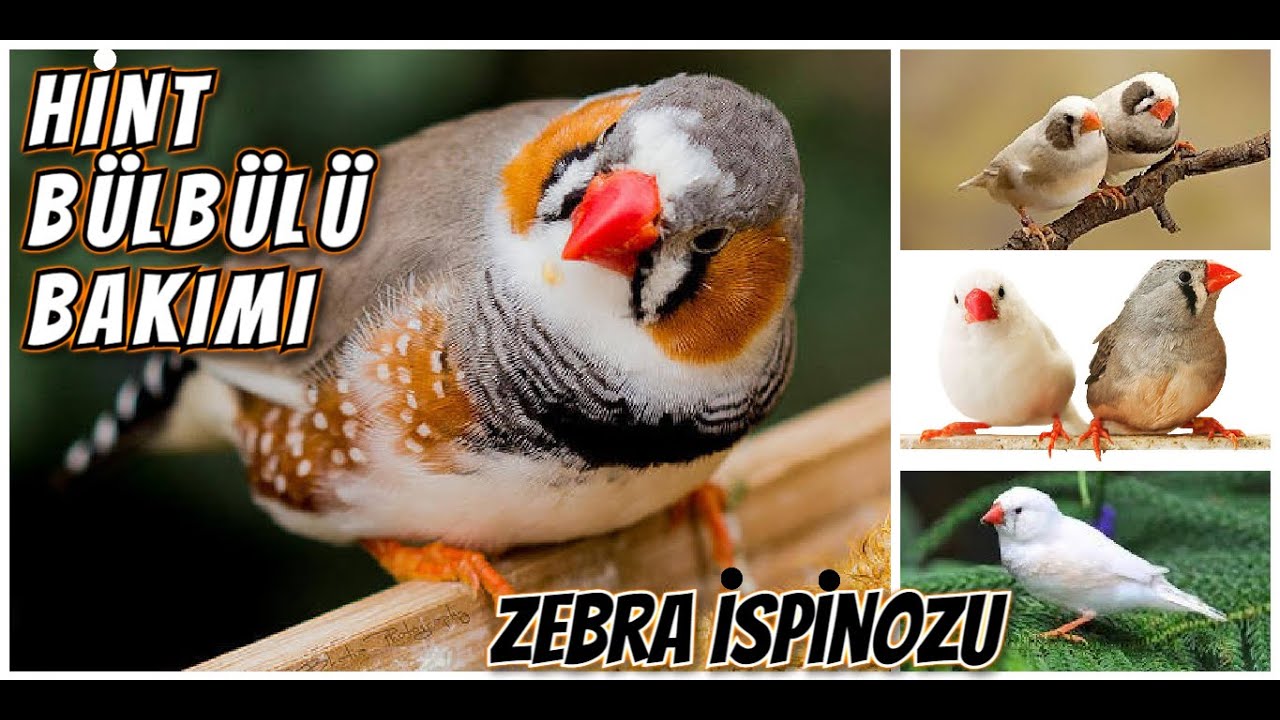 HİNT BÜLBÜLÜ BAKIMI ve CİNSİYET TAHMİNİ (ZEBRA İSPİNOZU)