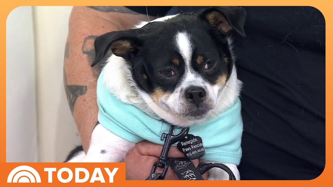 Viral Dog Igor, 'Cursed Victorian Child,' Stops By TODAY