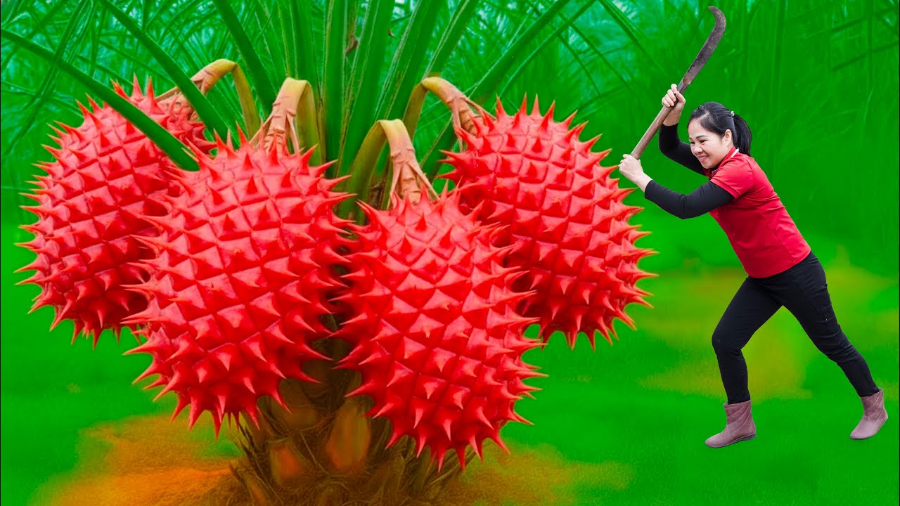 Harvesting Giant Red Thorn Fruit & to Market Sell | Woman&rsquo;s Amazing Countryside Life
