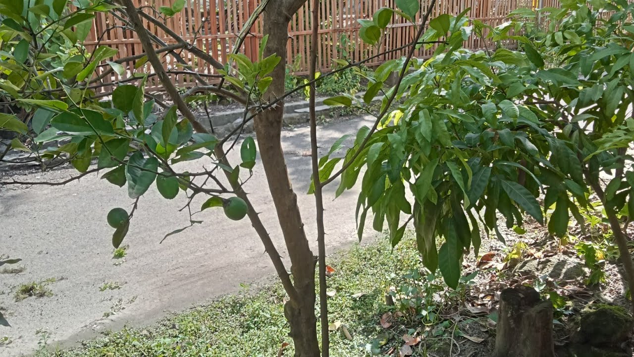 NGOBROL DI DEPAN RUMAH