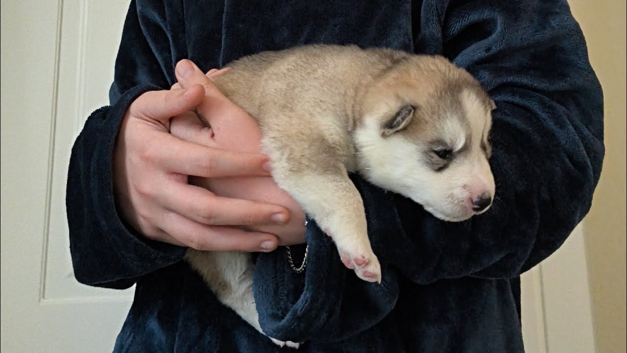 I cuccioli di Cindy hanno aperto gli occhi😍