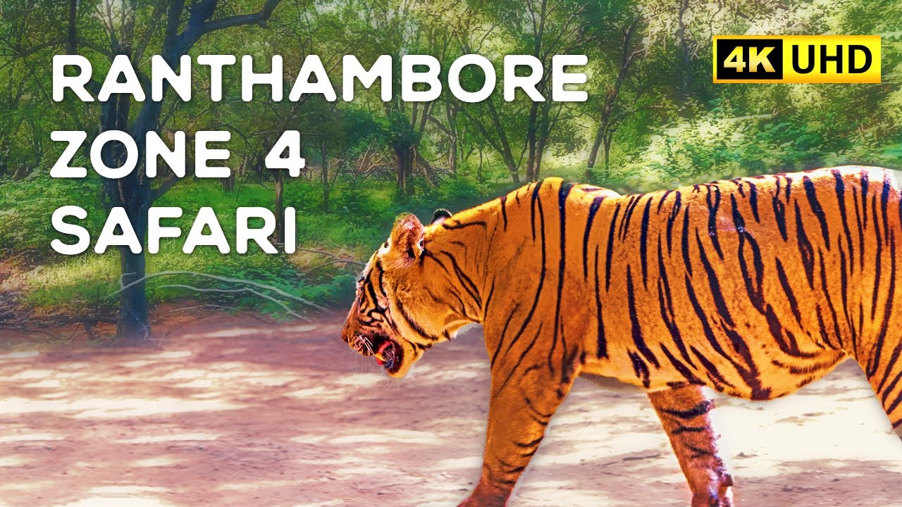 Ranthambore Zone 4 Safari (October 2021) 4K Video