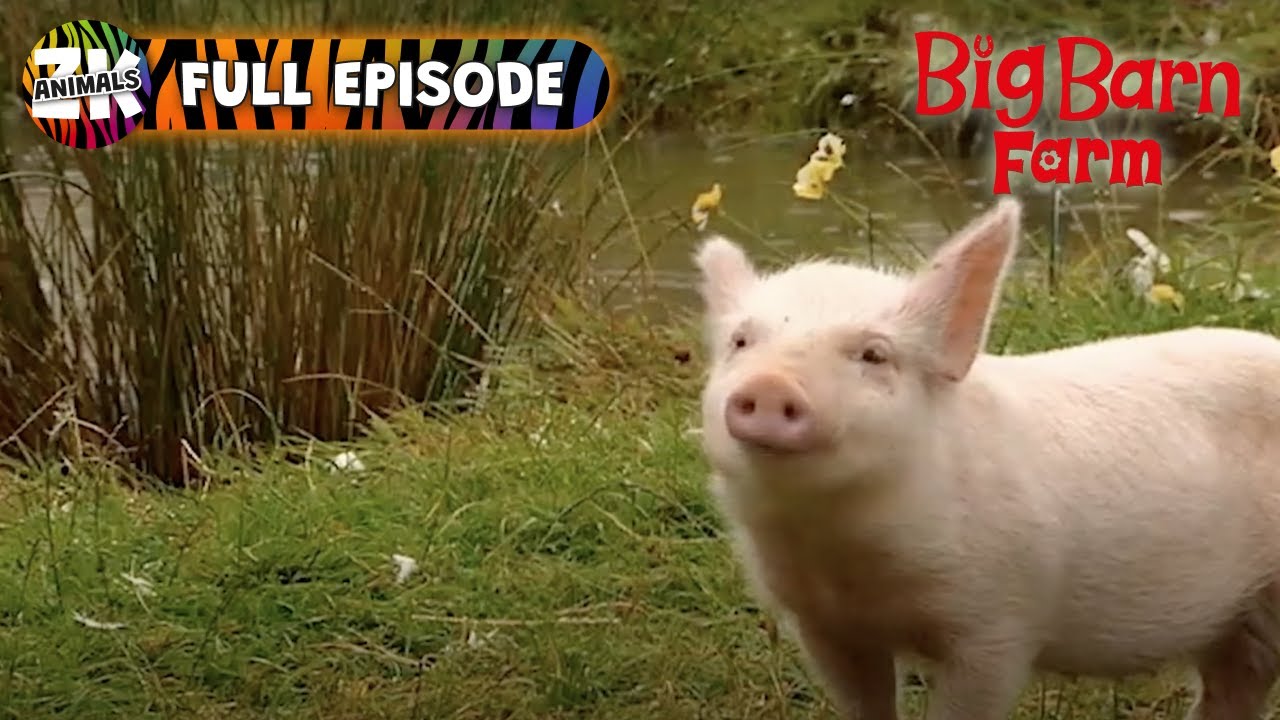 Piglet's New Home - Big Barn Farm - Farm Animals