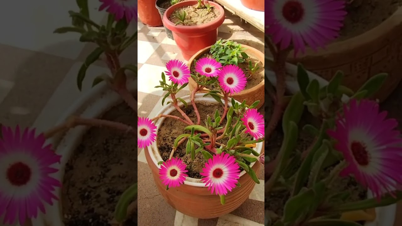 #flower of #ice #plant