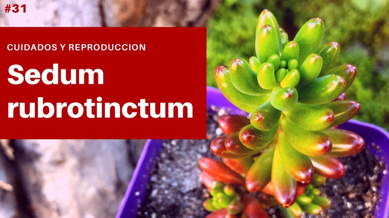 SEDUM RUBROTINCTUM | Sedo Rojo
