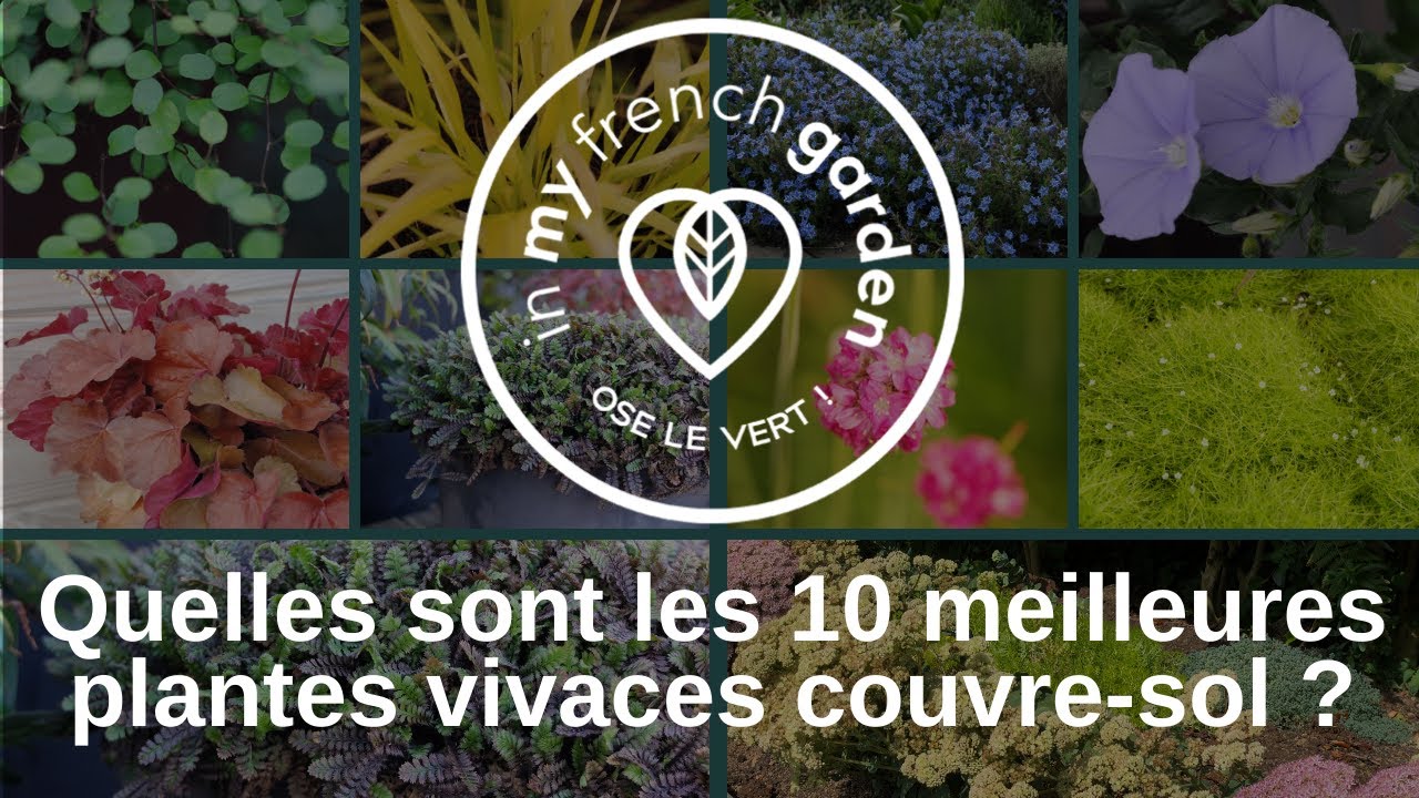 Quelles sont les 10 meilleures plantes vivaces couvre-sol ?
