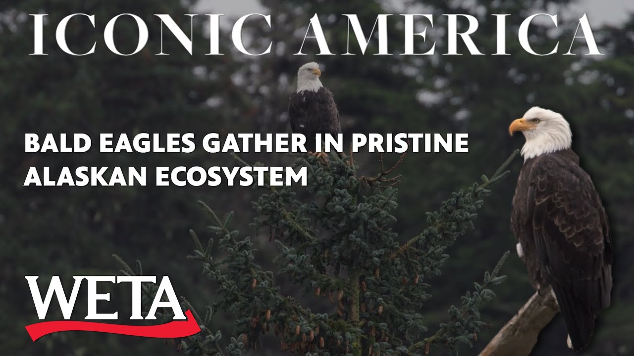 Iconic America: Bald Eagles Gather in the Pristine Alaskan Ecosystem