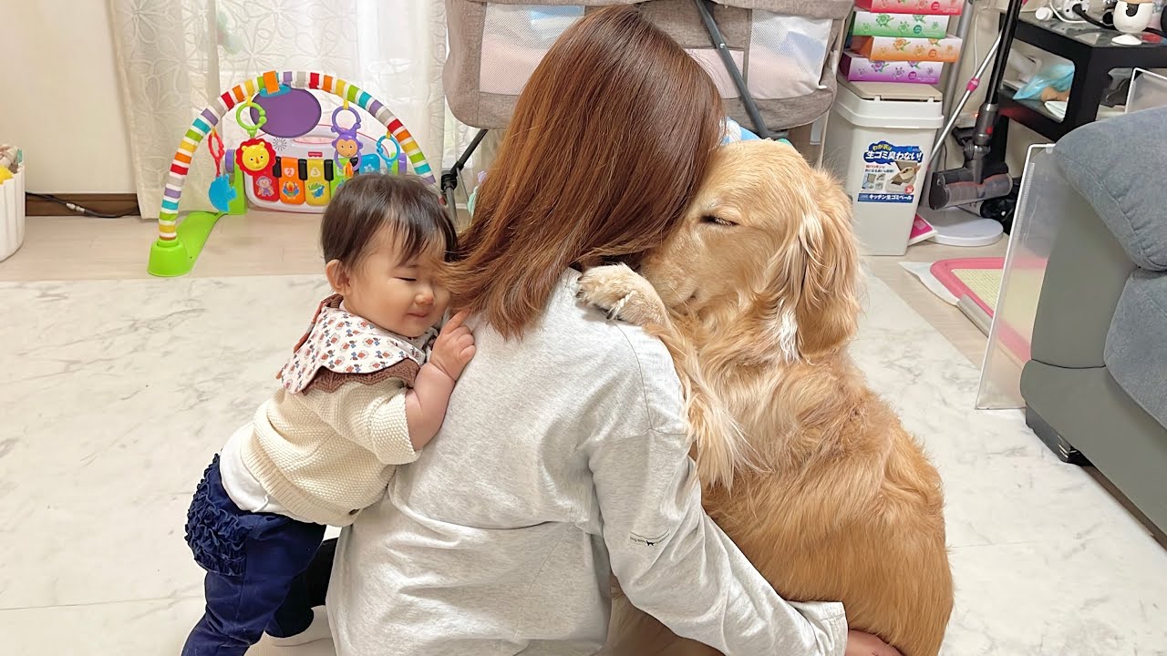 お留守番だとわかると置いていかないでと可愛く引き留めてくるゴールデンレトリバー