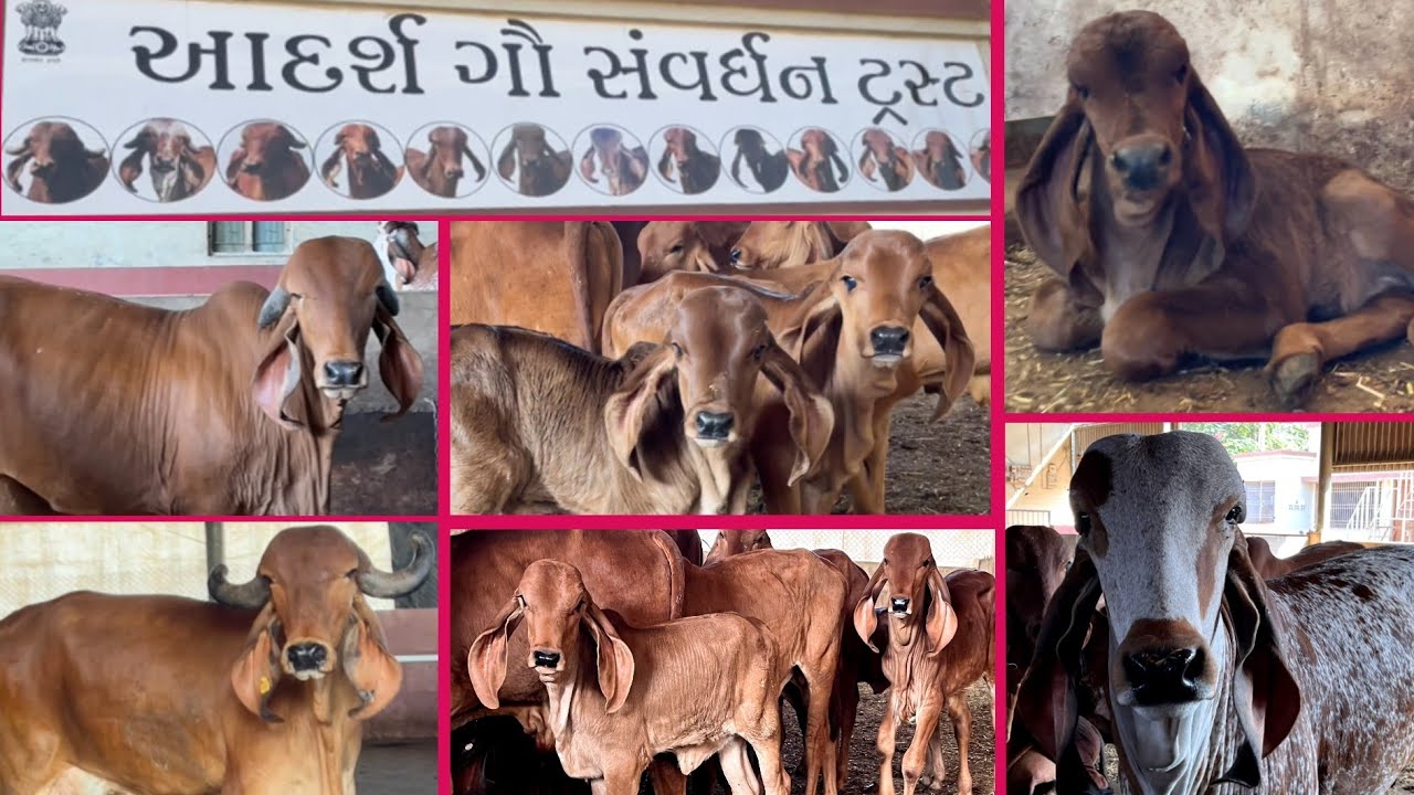 One of the best shree adarsh gir gau savardhan trust nichi mandal #goumata #cows  #bull #gaushala