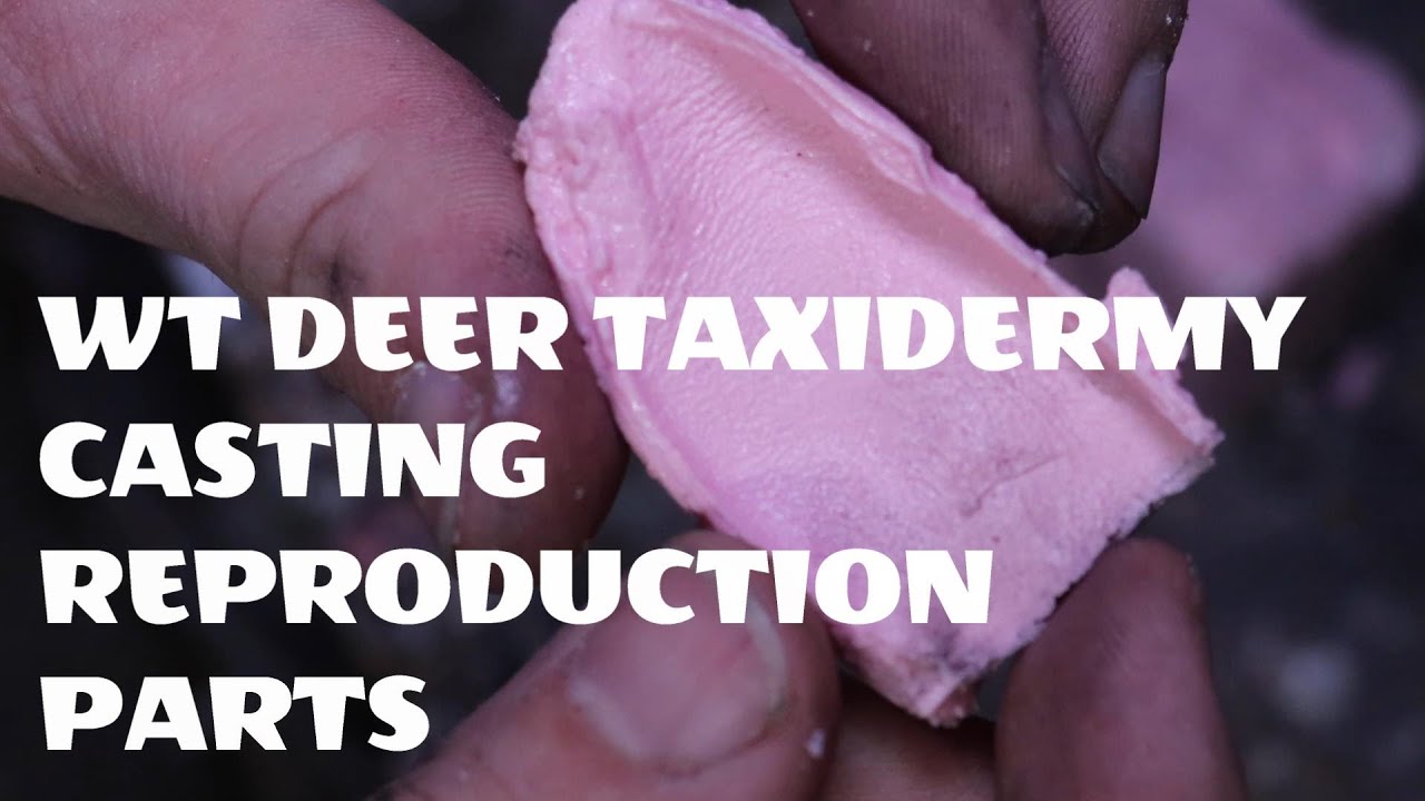 WT Deer Taxidermy: How To Cast Reproduction Parts